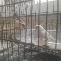 فنچ|پرنده|تهران, هفت حوض|دیوار