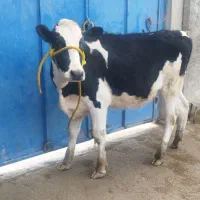 گاو گوساله تلیسه|حیوانات مزرعه|مرودشت, شهرک مهدیه|دیوار