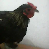 خروس کوچیک پرپا
