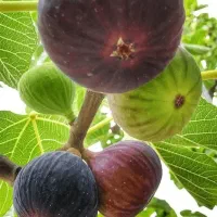 نهالستان میوه و ارقام خشکبار مقاوم به سرما|خدمات باغبانی و درختکاری|تکاب, |دیوار