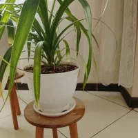 گل پاندانوس