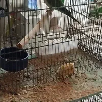 راهب سبز تراکوئیس