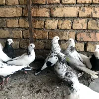 ۱۴کفتر ۱۶۰۰|پرنده|کاشان, پشت شهربانی|دیوار