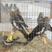 جوجه عروس هلندی