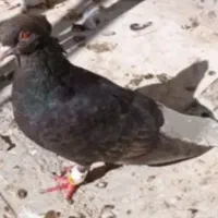 مشکی دم سفید ماده|پرنده|جغتای, |دیوار