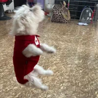 سگ خانگی تمیز و سالم حرف گوش کن