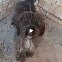 سگ  پشمالویی نر