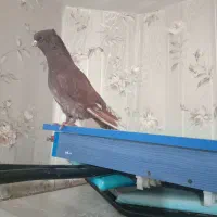 کبوتر|پرنده|علی‌آباد کتول, |دیوار