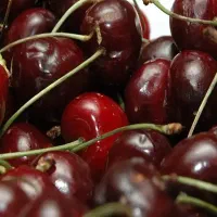 فروش نهال اصلاح شده|خدمات باغبانی و درختکاری|تهران, خرمشهر|دیوار