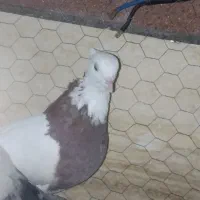کفتر طوقی و تهرانی پرشی
