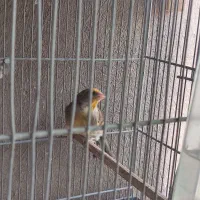 سهره قناری نر|پرنده|تهران, زرکش|دیوار