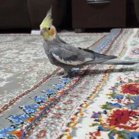 عروس هلندی مولد