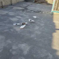 کبوتر پرشی ذات قدیم