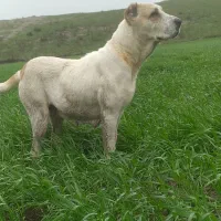 سگ ماده آلابای گوسفندی