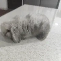 خرگوش لوپ معاوضه با هلندی گرینچیک|موش و خرگوش|کرمان, |دیوار