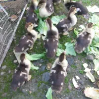 بچه اردک اسرائیلی دوماه