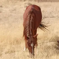 اسب قدبلندجوان|اسب و تجهیزات اسب‌سواری|ارومیه, |دیوار