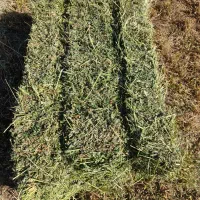 یونجه خشک بسته بندی|حیوانات مزرعه|بیله سوار, |دیوار