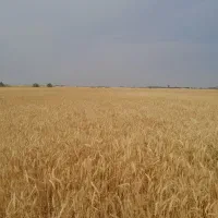 زمین کشاورزی ۱۲ هتکار اجاره میدم