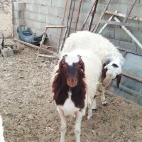 5 راس بره قوچی|حیوانات مزرعه|یونسی, |دیوار