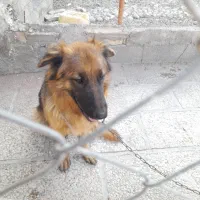 یک قلاده ژرمن. اصل باهوش