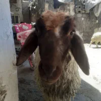 گوسفند|حیوانات مزرعه|باوی, |دیوار