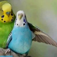 مرغ عشق نر و ماده عالی