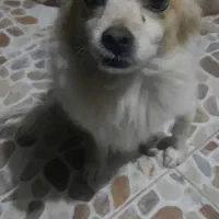 فروش سگ|سگ|آباده, |دیوار