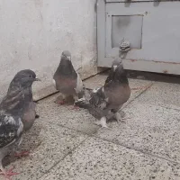 کبوتر اصفهانی پر