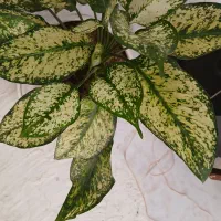 گل خانگی|گل و گیاه طبیعی|رباط‌کریم, منجیل آباد|دیوار