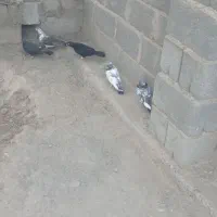 کفتر پرشی