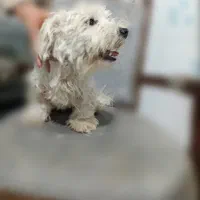 توله ۳ماهه رایگان|سگ|قزوین, |دیوار