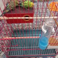 مرغ عشقی با قفس|پرنده|تبریز, |دیوار