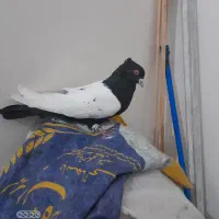 کبوترسینه سیاه دوکت