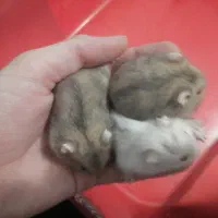 4 عدد همستر کمپل نر و ماده بالغ و توله