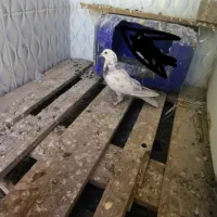 کفتر ماده