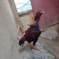 جوجه لاری 8ماهه|حیوانات مزرعه|کرمانشاه, |دیوار
