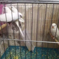 جوجه مرغ عشق از سرلاکی تا بالغ|پرنده|شهرضا, |دیوار