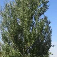 خرید انواع چوب همه نوع چوبی خرید دارم به قیمت روز