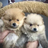 پامرانین خرسی عروسکی، پودل