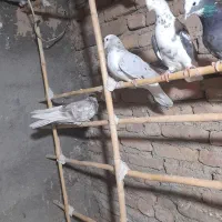 توافقی|پرنده|ساوه, |دیوار