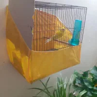 قناری رسمی بلندقرص معاوظه باامپلی ماشین|پرنده|محمدشهر, شهرک پیام (مهرالبرز)|دیوار