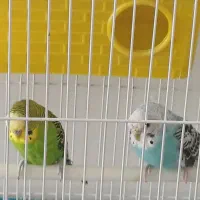 فروش دو تا مرغ عشق