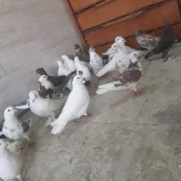 کفتر پرشی و تزئینی