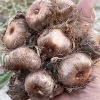 پیاز زعفران فاروج