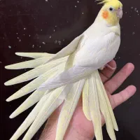 عروس هلندی لوتینو نر و ماده رام رام مولد آلبینو