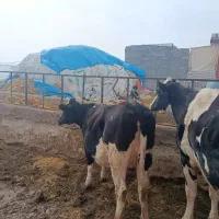 گاوای آبستن سنگین