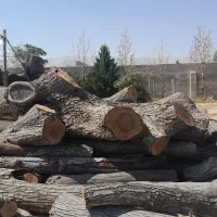 فروش چوب گردو سیاه سایز ۳۰ تا شصت خشک|عمده‌فروشی|شیراز, گویم|دیوار