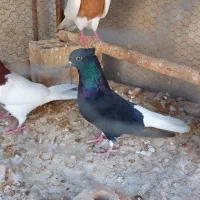 کبوتران نقش‌