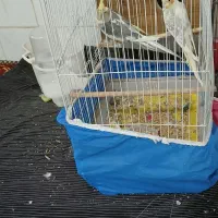 عروس هلندی|پرنده|زید آباد, |دیوار